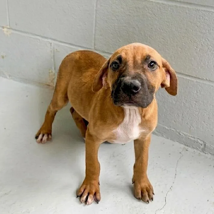 A baby large-sized male Red / Chestnut / Orange Mixed Breed dog named Tyler for adoption in Temple, TX