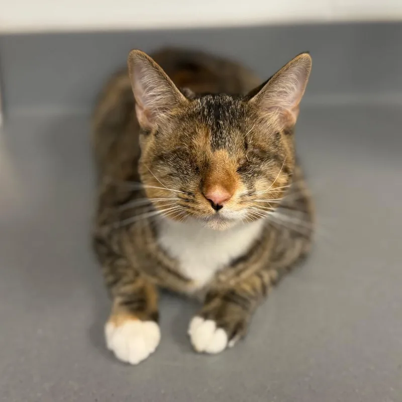 A baby medium-sized female Brown / Chocolate Domestic Short Hair cat named Retina Turner for adoption in Sarasota, FL