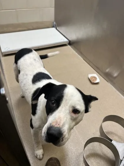 An adult medium-sized male Mixed Breed dog named Roulette for adoption in Farmers Branch, TX