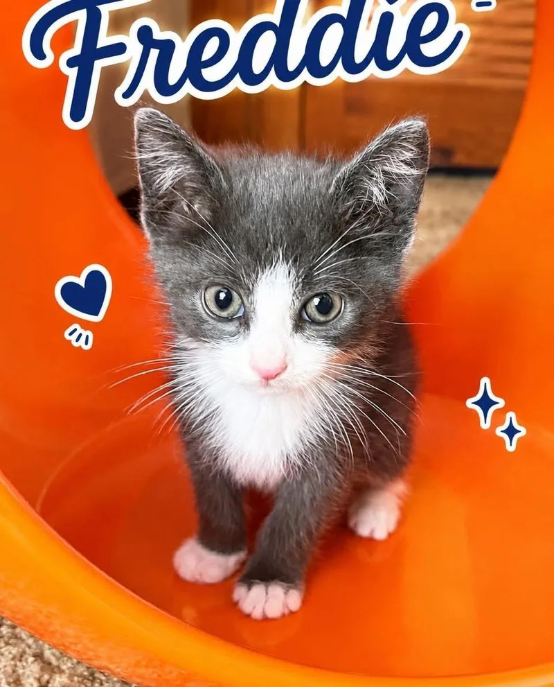 A baby medium-sized male Tabby cat named Freddie for adoption in Youngstown, OH