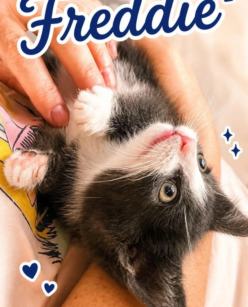 Freddie thumbnail 2