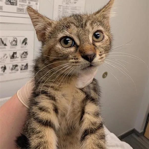 A baby small-sized female Brown / Chocolate Domestic Short Hair cat named Katharine for adoption in Jacksonville, FL
