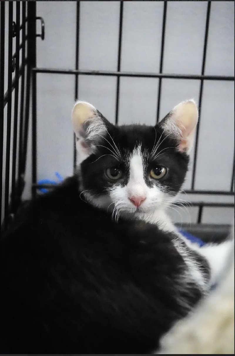 A young medium-sized male Domestic Short Hair cat named Vinnie Velma for adoption in Evans City, PA