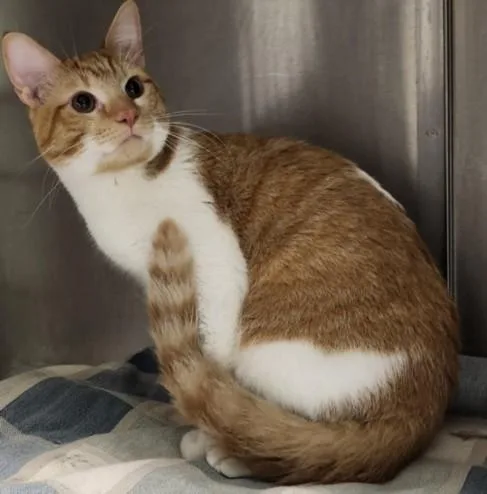 A young large-sized male Domestic Short Hair cat named Hunt Stromberg for adoption in Los Angeles, CA