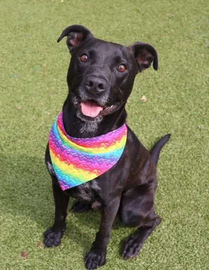 Mack Mack thumbnail 2