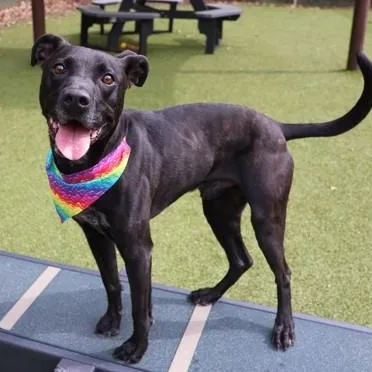 Mack Mack thumbnail 3