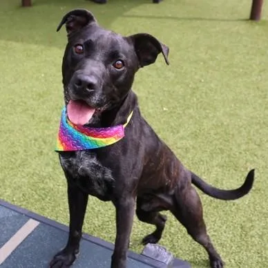 An adult large-sized male Mixed Breed dog named Mack Mack for adoption in Athens, GA