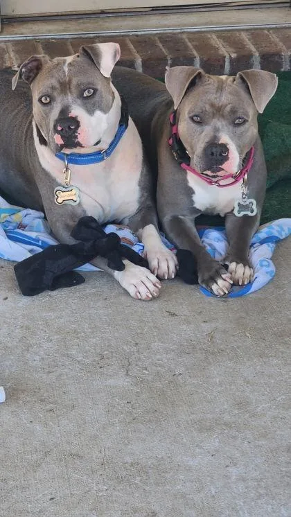 Greygrey thumbnail 2