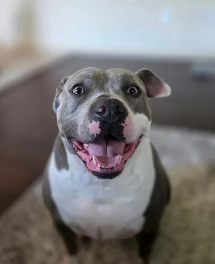 Greygrey thumbnail 3