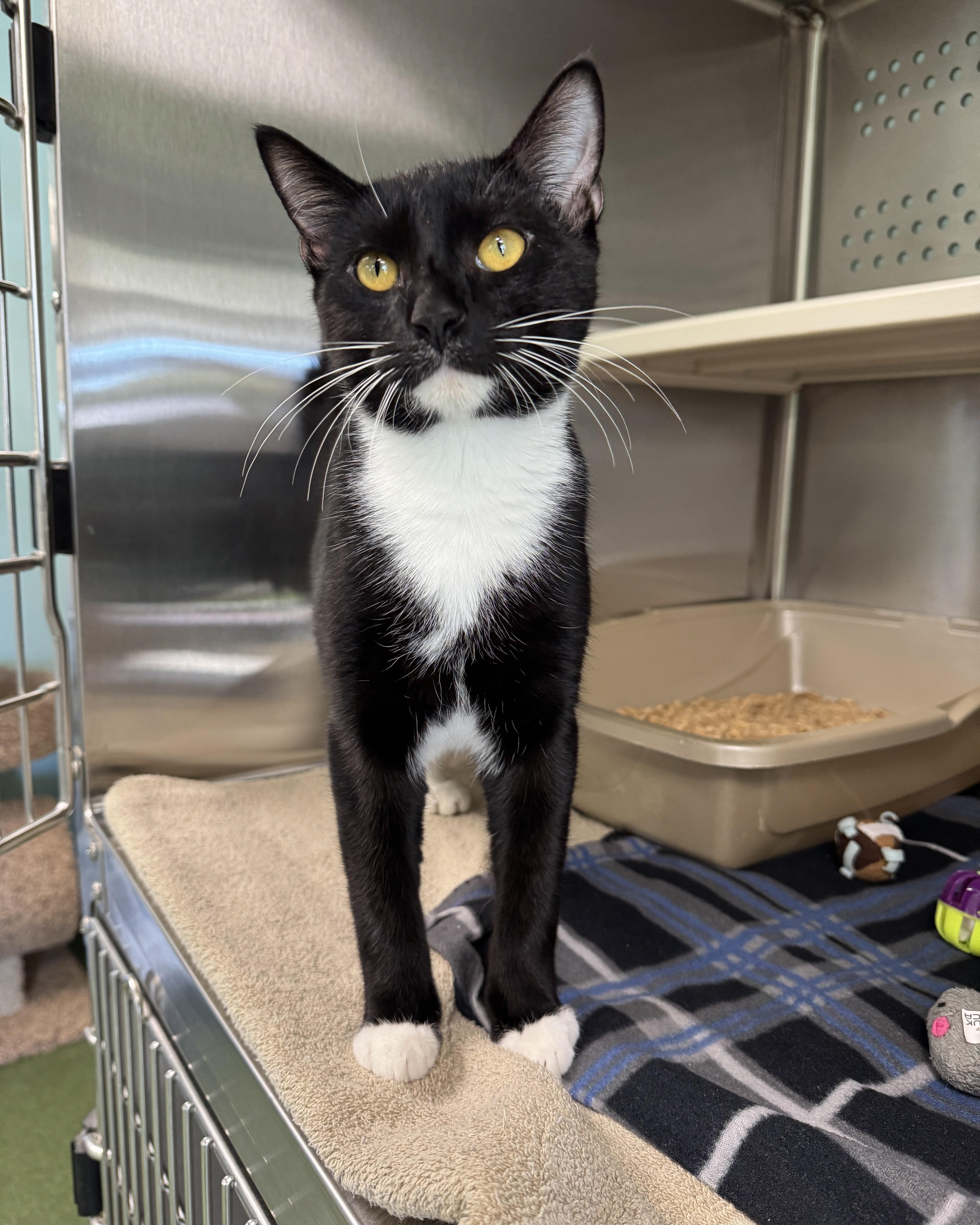 A baby medium-sized male Black Domestic Short Hair cat named Lennon for adoption in Seneca, PA