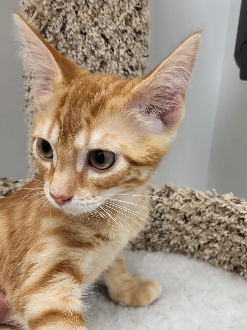 A baby medium-sized male Tabby (Orange / Red) Domestic Short Hair cat named Scrambled Eggs for adoption in Grayslake, IL