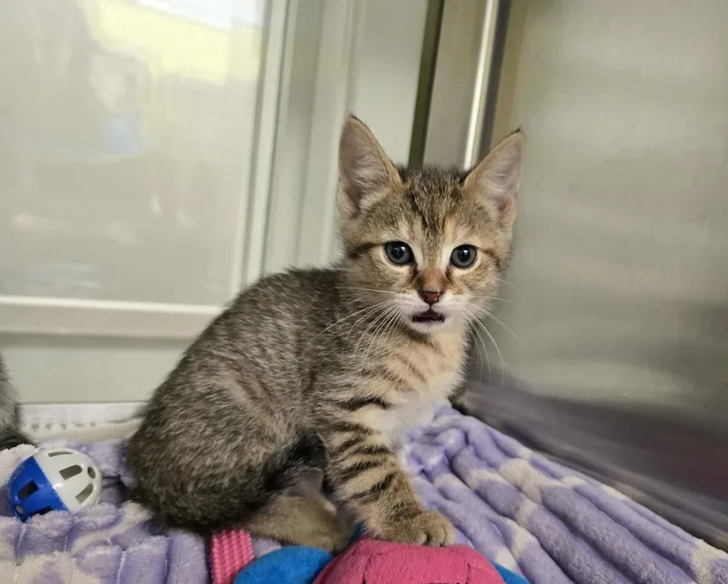 A baby small-sized female Domestic Short Hair cat named Miley for adoption in Dickson, TN