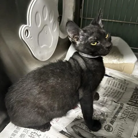 A baby small-sized male Black Domestic Short Hair cat named Eggs for adoption in San Gabriel, CA