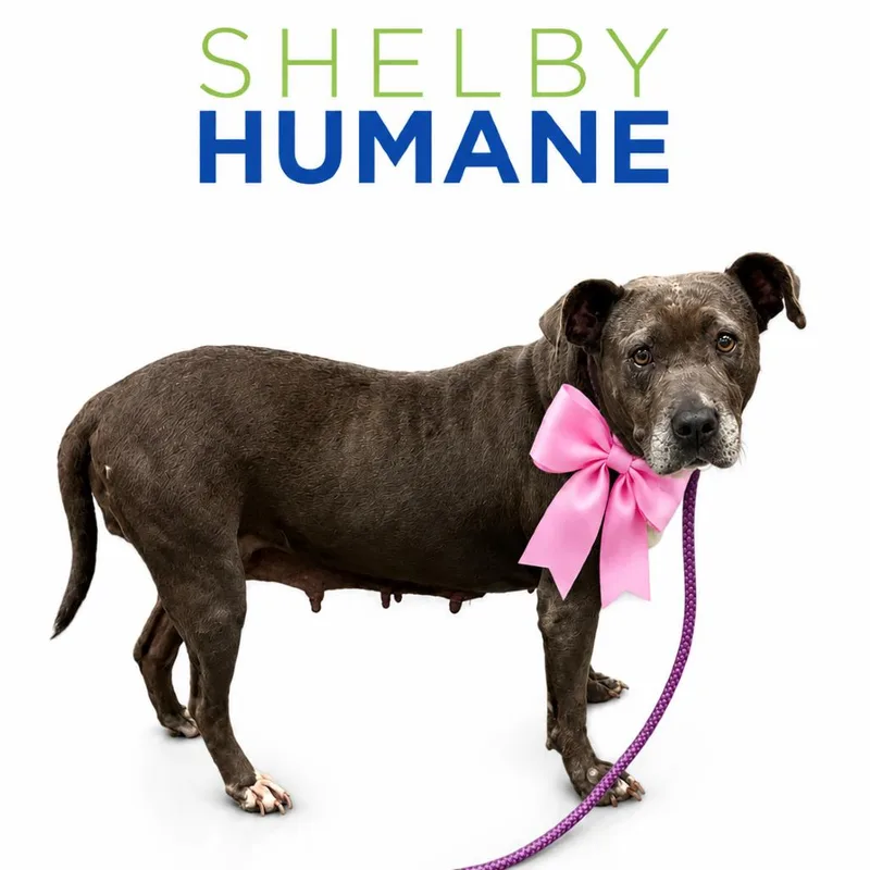 A senior medium-sized female Gray / Blue / Silver Mixed Breed dog named Mae for adoption in Columbiana, AL