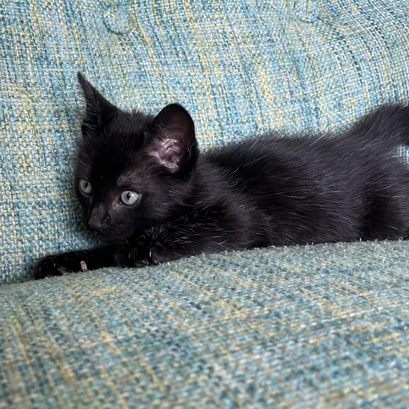 A baby small-sized male Black Domestic Short Hair cat named Mountain Man for adoption in Grand Rapids, MI