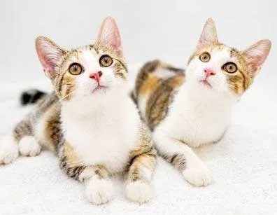 Lilly and Muffin  thumbnail 6