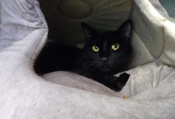 An adult medium-sized male Domestic Short Hair cat named Harris for adoption in Canton, GA