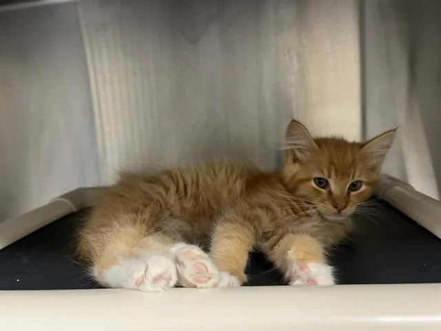 A baby small-sized male Domestic Medium Hair cat named Mr. Fluffy for adoption in Tustin, CA