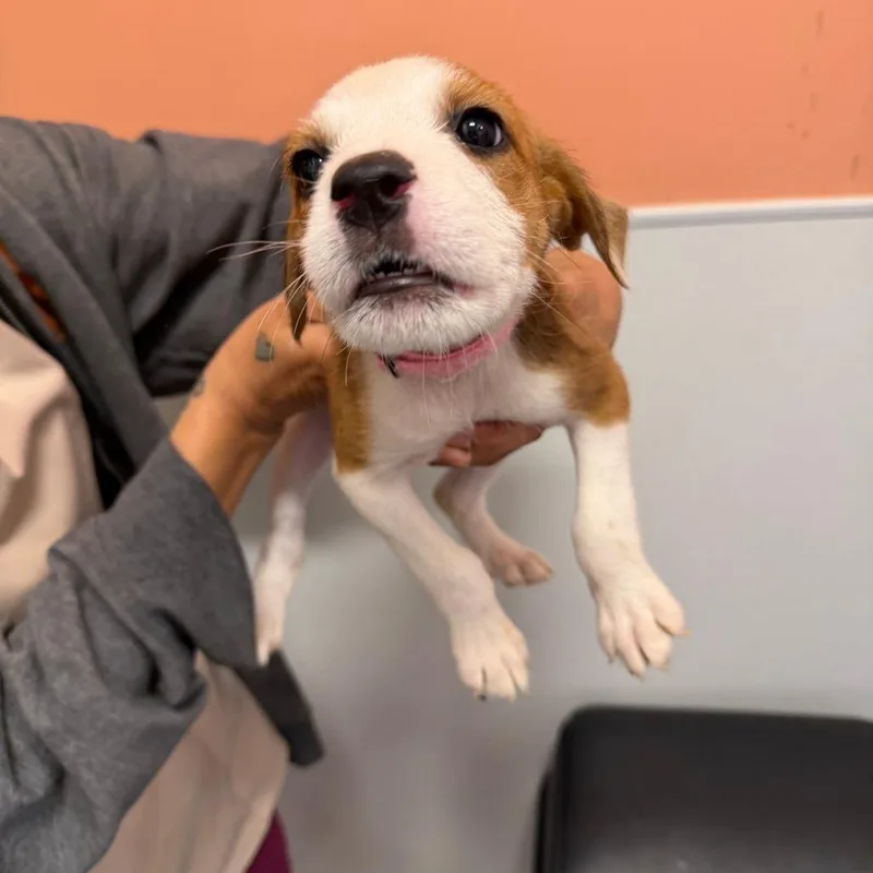 A baby small-sized female Yellow / Tan / Blond / Fawn Pit Bull Terrier dog named Porsche for adoption in Austin, TX