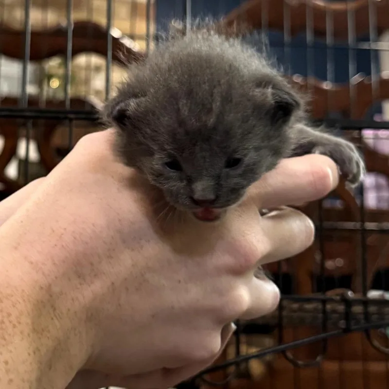 A baby small-sized male Gray / Blue / Silver Domestic Short Hair cat named Beryl for adoption in Katy, TX