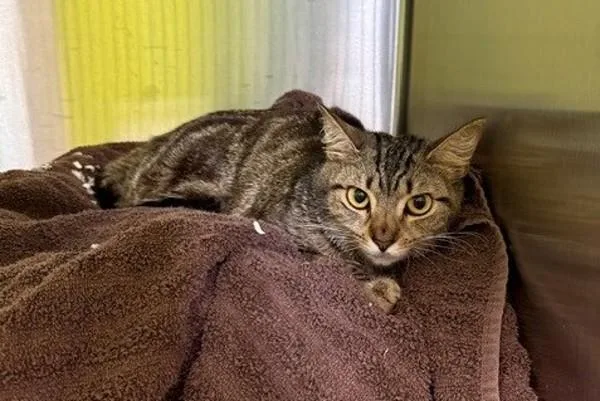 A young large-sized female Domestic Short Hair cat named Cabbage Patch Kid for adoption in Melbourne, FL