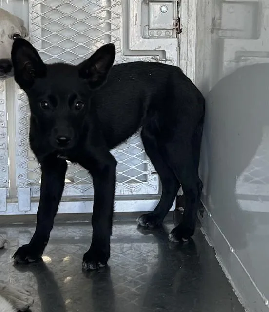 A baby small-sized female Border Collie dog named Lucia for adoption in Stockton, CA