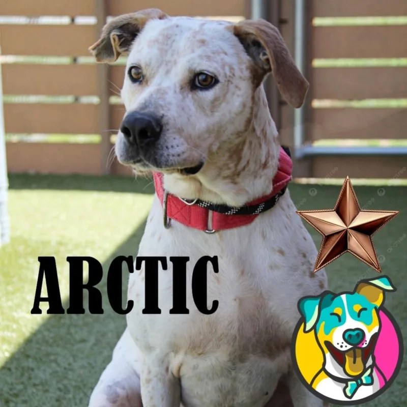 An adult large-sized male White / Cream Terrier dog named Arctic for adoption in Mooresville, NC