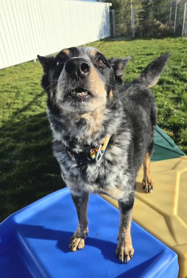 A senior medium-sized male Australian Cattle Dog / Blue Heeler dog named Tim Mcgraw for adoption in Pocatello, ID