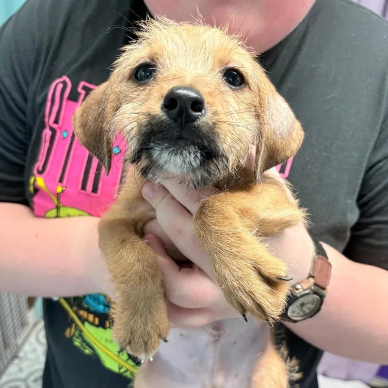 A baby small-sized male Yellow / Tan / Blond / Fawn Chihuahua dog named Yam for adoption in Boerne, TX