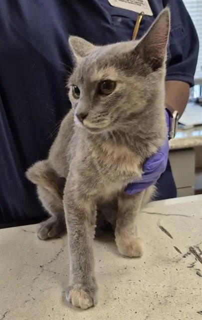 A baby small-sized female Domestic Short Hair cat named Indigo for adoption in Lodi, CA