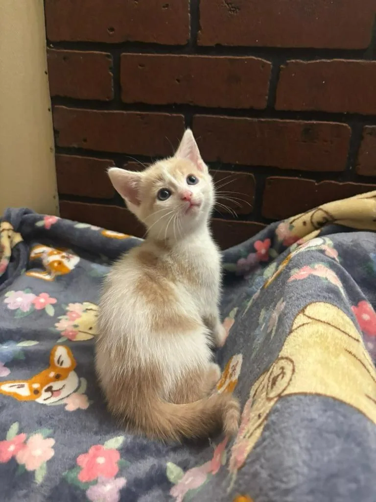 A baby small-sized male Domestic Short Hair cat named Rigatoni for adoption in Hillsboro, OH