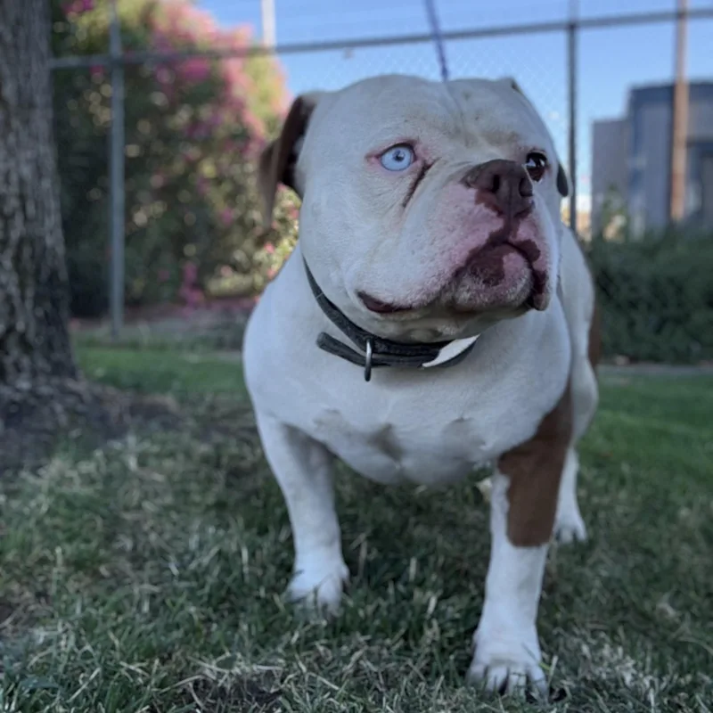 An adult medium-sized male American Bulldog dog named Dozer for adoption in Oakdale, CA