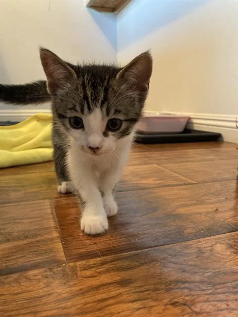 A baby small-sized female Domestic Short Hair cat named Cat Nap for adoption in Tustin, CA