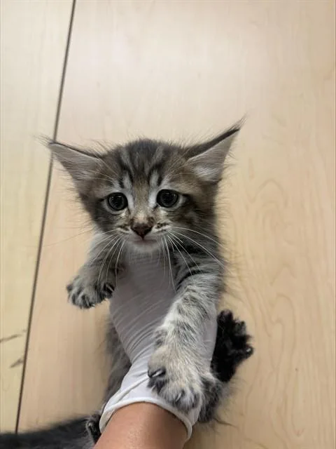 A baby small-sized male Domestic Short Hair cat named Beyonce for adoption in Riverside, CA