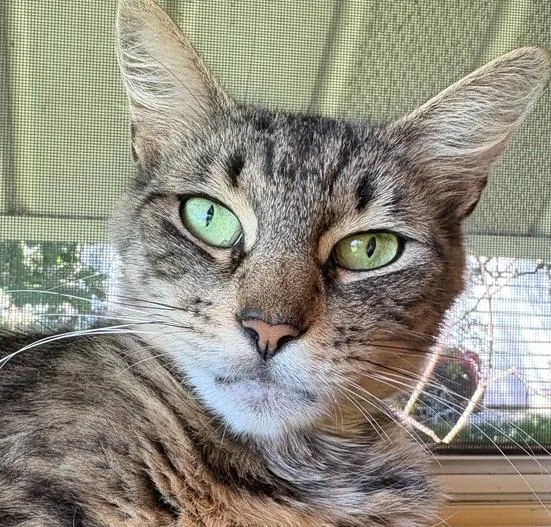 Perry
