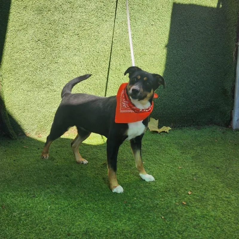 Caroline thumbnail 2