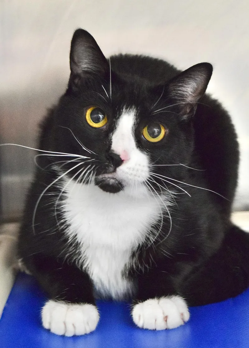 A young medium-sized male Black & White / Tuxedo Domestic Short Hair cat named Jackpot for adoption in Dublin, CA