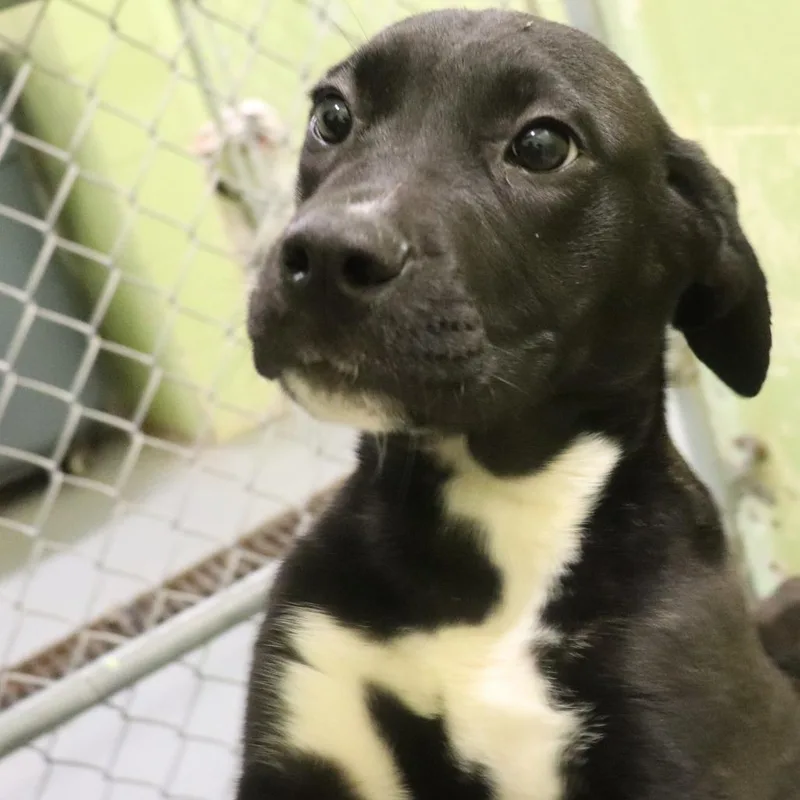 A baby medium-sized female Brown / Chocolate Labrador Retriever dog named Aldi for adoption in Springfield, IL