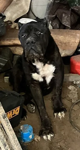 An adult extra large-sized male Mixed Breed dog named Lucifer for adoption in Dallas, TX