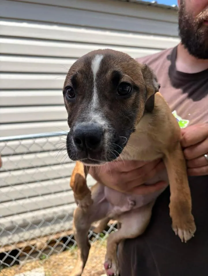 A baby medium-sized male Mixed Breed dog named Tony for adoption in Lavonia, GA