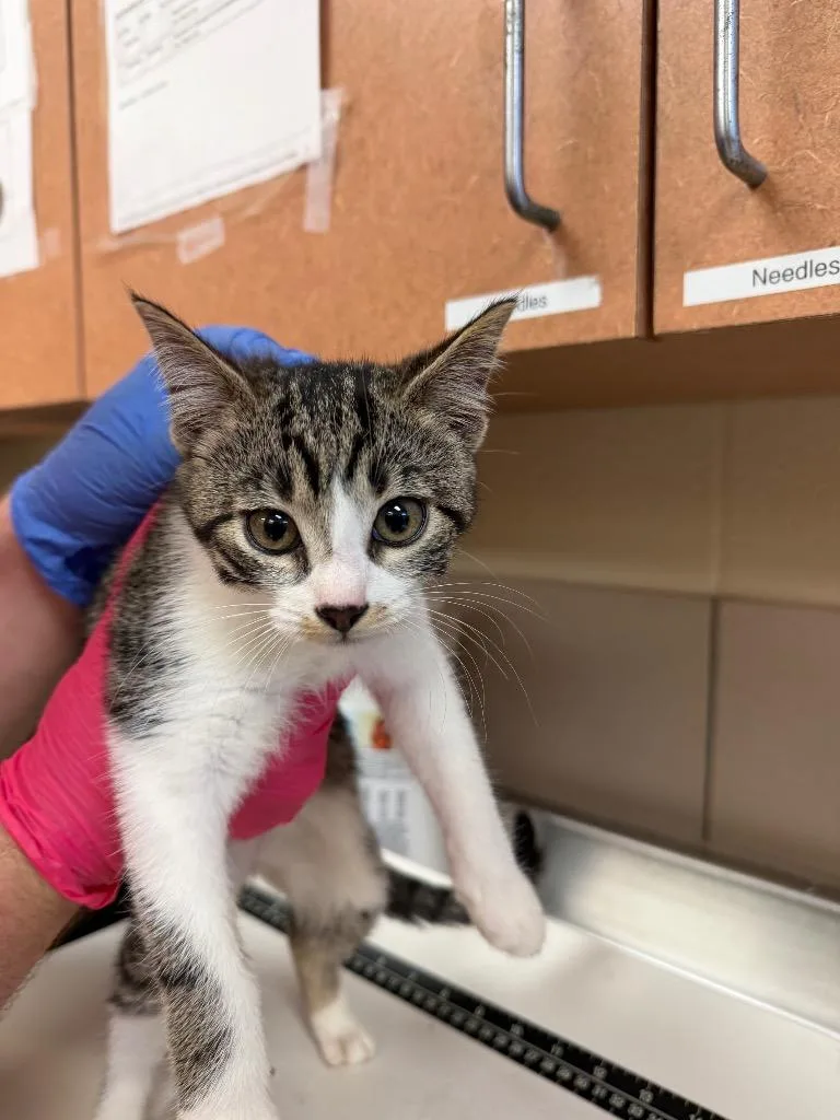 A baby small-sized male Domestic Short Hair cat named Jase for adoption in Bossier City, LA