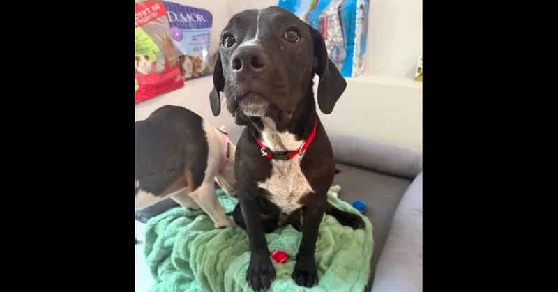 A young large-sized male Hound dog named Diesel for adoption in Youngsville, NC