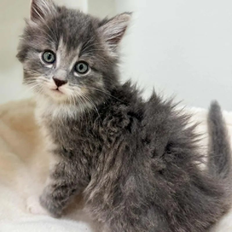 A baby small-sized male Gray / Blue / Silver Domestic Long Hair cat named Osko for adoption in Rochester, MN