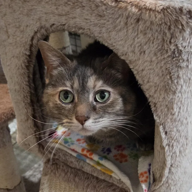An adult medium-sized female Dilute Tortoiseshell Dilute Tortoiseshell cat named Nellie for adoption in Grand Rapids, MI