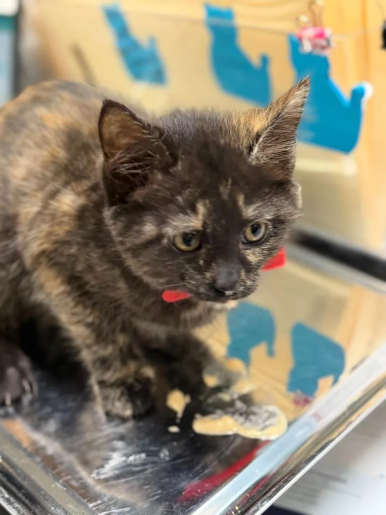 A baby small-sized female Domestic Short Hair cat named Miss Piggy for adoption in Algona, IA