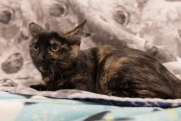A young medium-sized female Domestic Short Hair cat named Cali for adoption in Bonsall, CA
