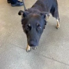 An adult medium-sized male Black Border Collie dog named YORKStray for adoption in York, PA