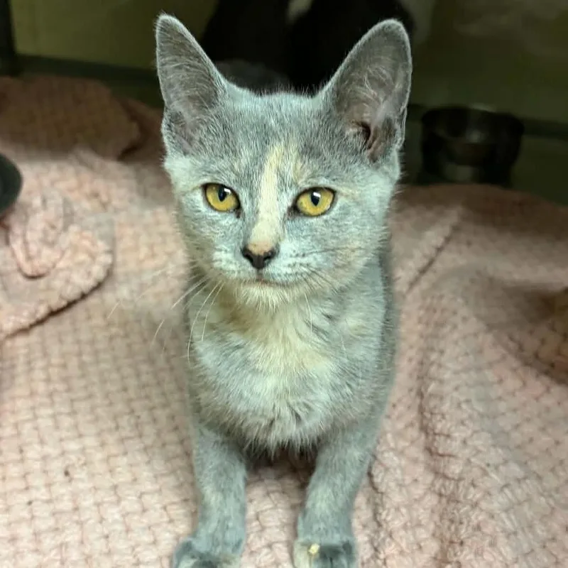 A baby small-sized female Tortoiseshell Domestic Short Hair cat named Frappe for adoption in Concord, NC