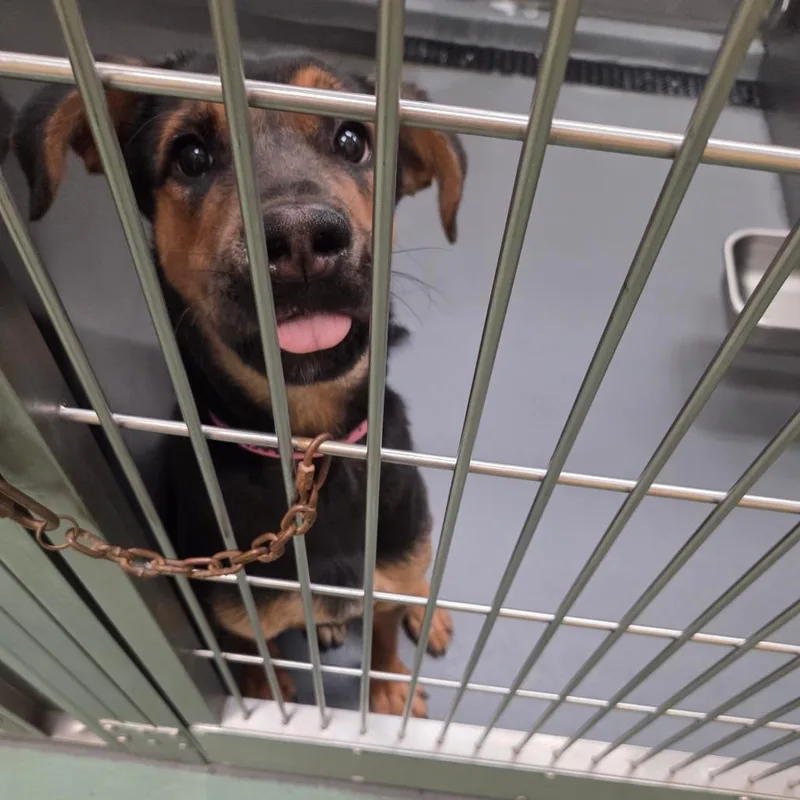 A young medium-sized female Black Mixed Breed dog named Caledonia for adoption in Bartlett, TN
