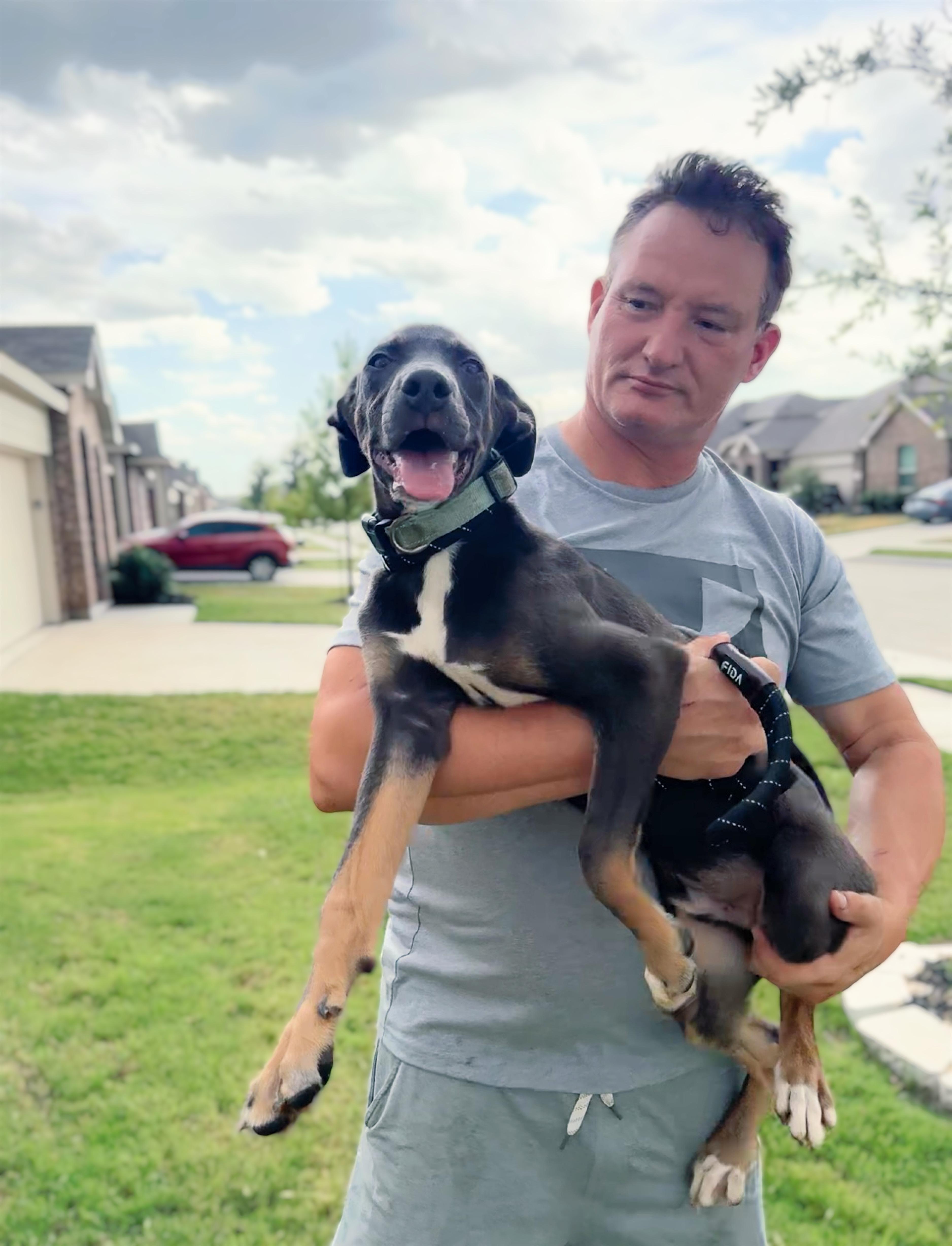 A young medium-sized male Gray / Blue / Silver Terrier dog named Rooster for adoption in Haslet, TX